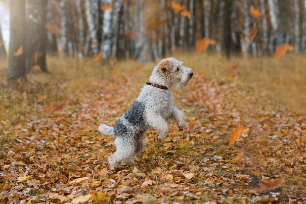 Fox Terrier de Pelo Duro Dogs Raza - Características, Fotos & Precio | MundoAnimalia