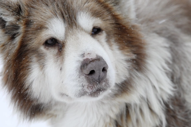 Canadian Eskimo Dog Dogs Breed - Information, Temperament, Size & Price | Pets4Homes