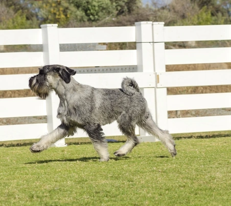 Schnauzer Dogs Breed - Information, Temperament, Size & Price | Pets4Homes