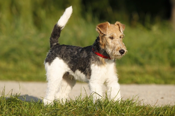 Fox Terrier de Pelo Duro Dogs Raza - Características, Fotos & Precio | MundoAnimalia