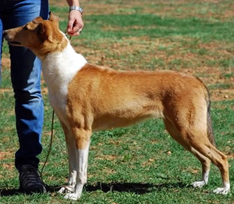 Pastore Scozzese Dogs Razza - Prezzo, Temperamento & Foto | AnnunciAnimali