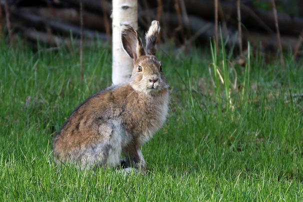 Alaska Rabbits Breed - Information, Temperament, Size & Price | Pets4Homes