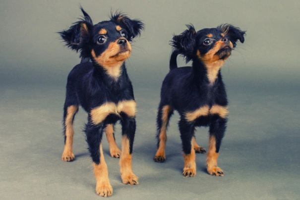 Russian Toy Terrier Dogs Breed - Information, Temperament, Size & Price | Pets4Homes