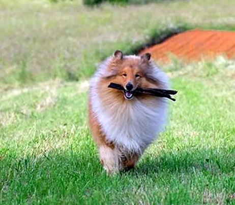 Pastore Scozzese Dogs Razza - Prezzo, Temperamento & Foto | AnnunciAnimali