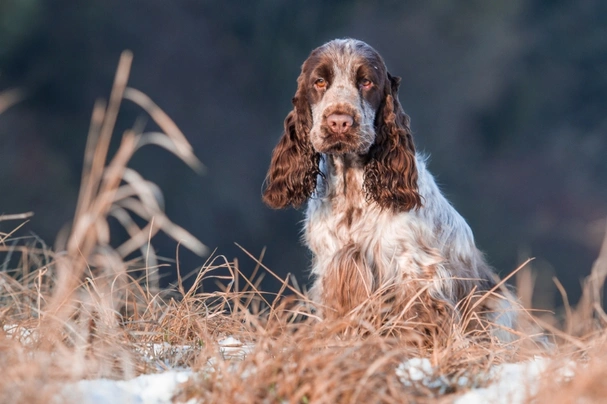 Cocker Spaniel Dogs Breed - Information, Temperament, Size & Price | Pets4Homes