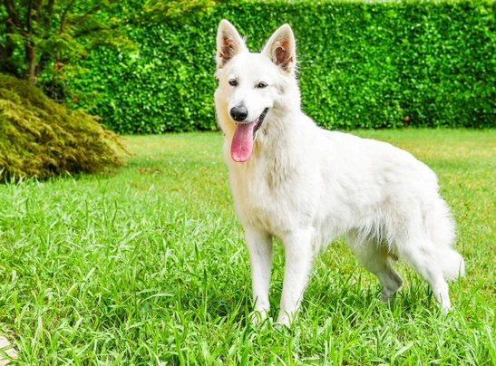 Zwitserse Witte Herdershond Dogs Ras: Karakter, Levensduur & Prijs | Puppyplaats