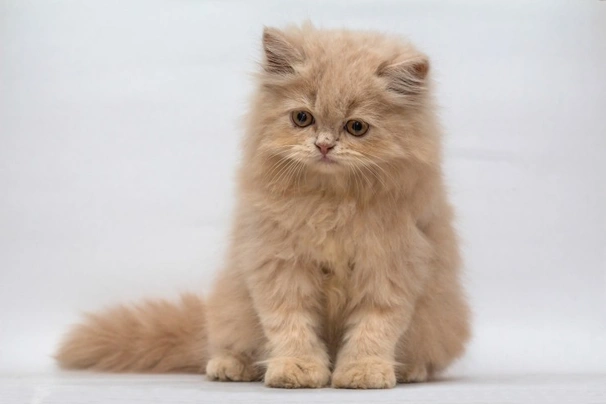 Persian Cats Breed - Information, Temperament, Size & Price | Pets4Homes