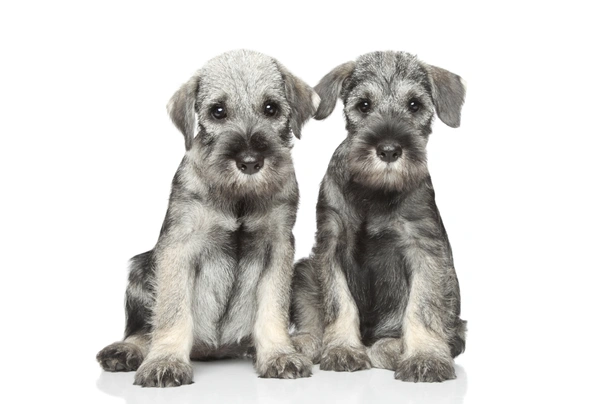 Schnauzer Dogs Breed - Information, Temperament, Size & Price | Pets4Homes