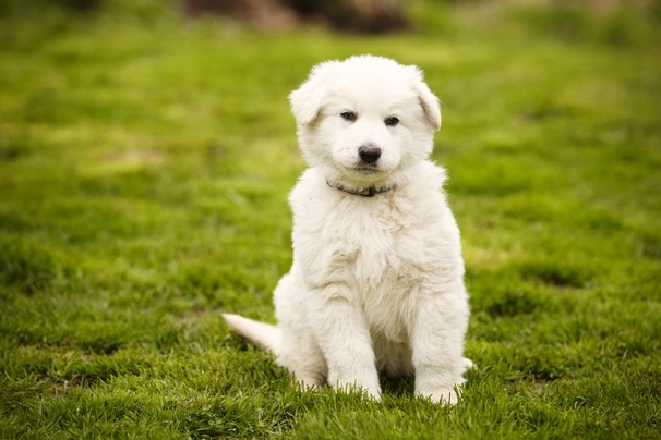 Zwitserse Witte Herdershond Dogs Ras: Karakter, Levensduur & Prijs | Puppyplaats