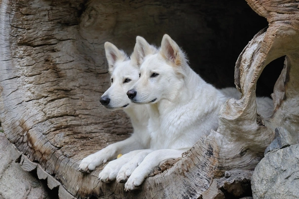 Zwitserse Witte Herdershond Dogs Ras: Karakter, Levensduur & Prijs | Puppyplaats