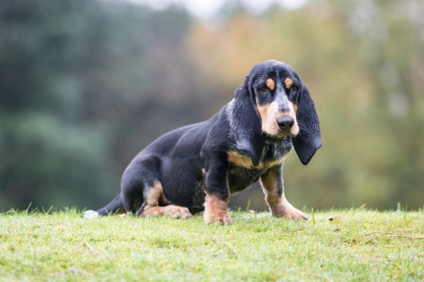 Basset Bleu De Gascogne Dogs Breed - Information, Temperament, Size & Price | Pets4Homes