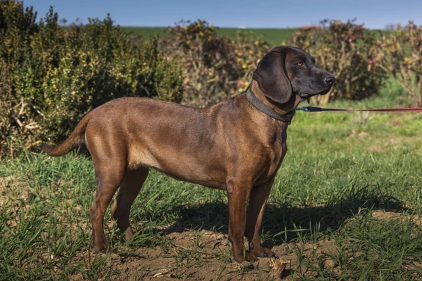 Beierse Bergzweethond Dogs Ras: Karakter, Levensduur & Prijs | Puppyplaats