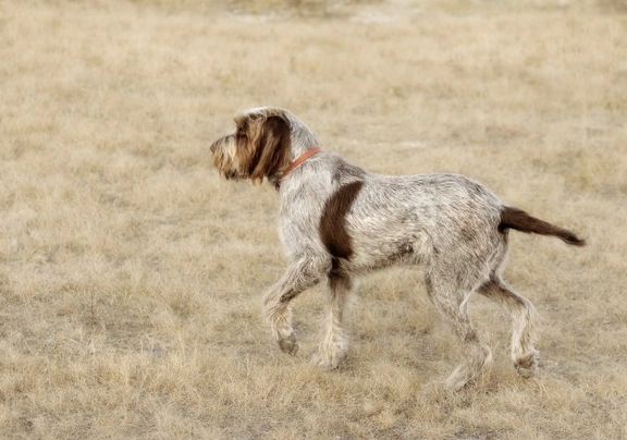 Italian Spinone Dogs Breed - Information, Temperament, Size & Price | Pets4Homes