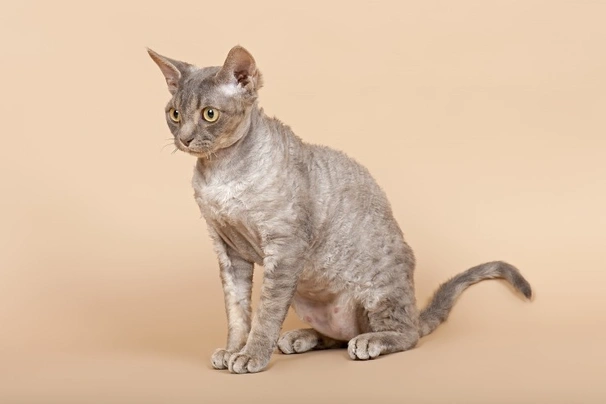 Devon Rex Cats Raza - Características, Fotos & Precio | MundoAnimalia