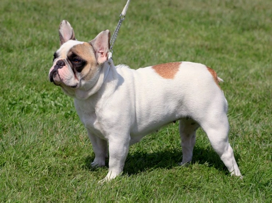 French Bulldog Dogs Breed - Information, Temperament, Size & Price | Pets4Homes