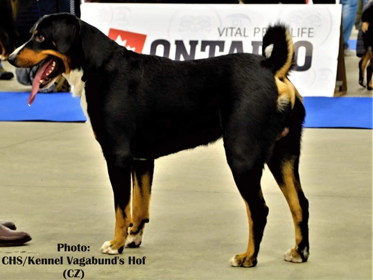 Boyero de Appenzell Dogs Raza - Características, Fotos & Precio | MundoAnimalia