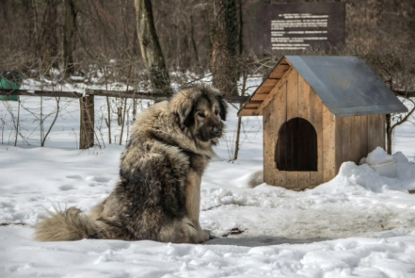 Pastor Yugoslavo de Charplanina Dogs Raza - Características, Fotos & Precio | MundoAnimalia