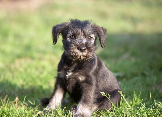 Schnauzer Dogs Breed - Information, Temperament, Size & Price | Pets4Homes