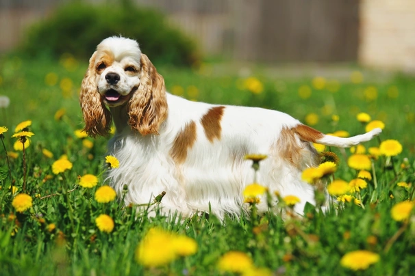 American Cocker Spaniel Dogs Breed - Information, Temperament, Size & Price | Pets4Homes