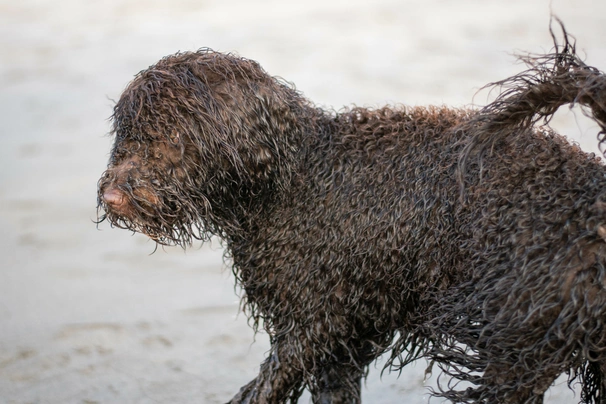 Irish Water Spaniel Dogs Breed - Information, Temperament, Size & Price | Pets4Homes
