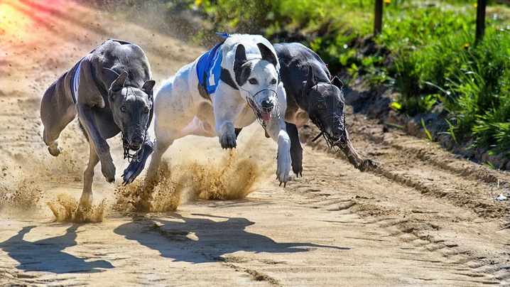 Greyhound Dogs Ras: Karakter, Levensduur & Prijs | Puppyplaats
