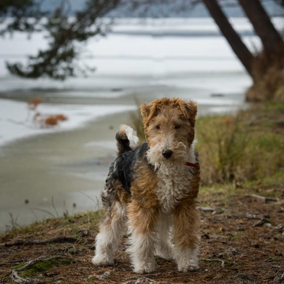 Fox Terrier de Pelo Duro Dogs Raza - Características, Fotos & Precio | MundoAnimalia