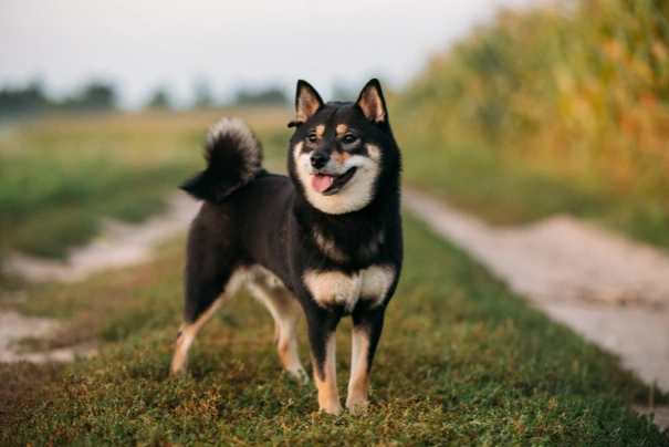 Japanese Shiba Inu Dogs Breed - Information, Temperament, Size & Price | Pets4Homes