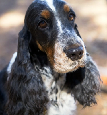 Cocker Spaniel Dogs Breed - Information, Temperament, Size & Price | Pets4Homes