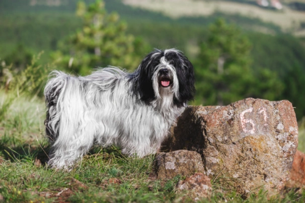 Tibetan Terrier Dogs Breed - Information, Temperament, Size & Price | Pets4Homes