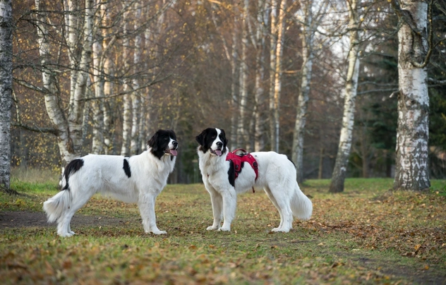 Landseer Dogs Raza - Características, Fotos & Precio | MundoAnimalia