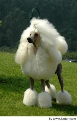 Caniche Gigante Dogs Raza - Características, Fotos & Precio | MundoAnimalia