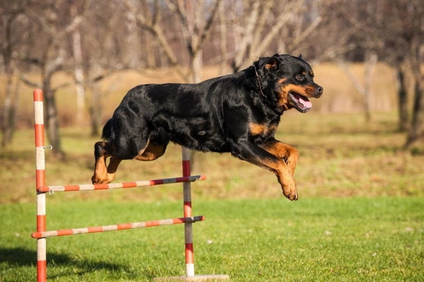Rottweiler Dogs Raza - Características, Fotos & Precio | MundoAnimalia