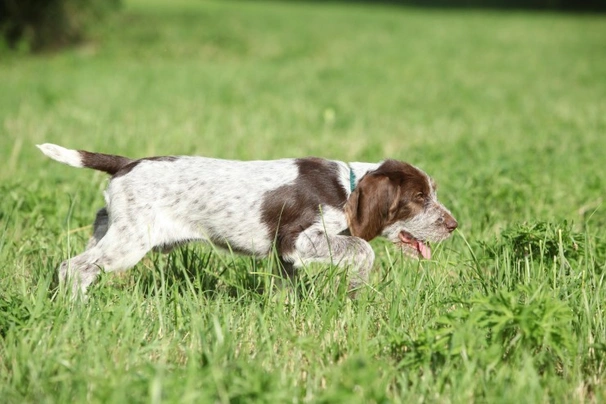 Italian Spinone Dogs Breed - Information, Temperament, Size & Price | Pets4Homes
