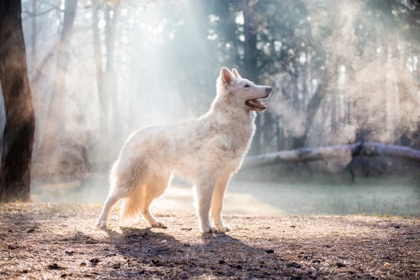 Zwitserse Witte Herdershond Dogs Ras: Karakter, Levensduur & Prijs | Puppyplaats