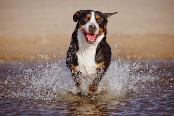 Greater Swiss Mountain Dog Dogs Breed - Information, Temperament, Size & Price | Pets4Homes