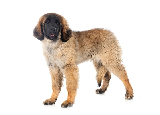 Leonberger Dogs Raza - Características, Fotos & Precio | MundoAnimalia