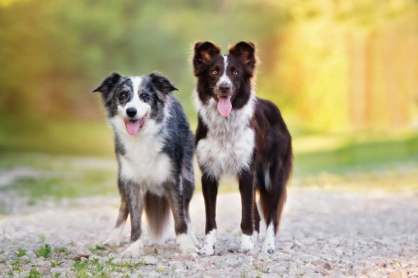 Border Collie Dogs Breed - Information, Temperament, Size & Price | Pets4Homes