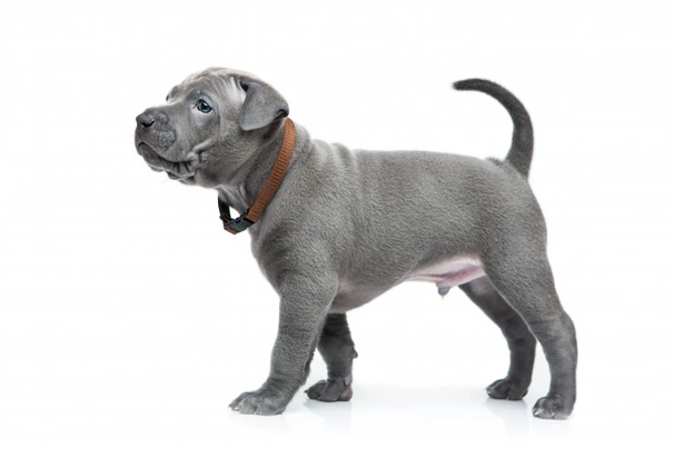 Thai Ridgeback Dogs Breed - Information, Temperament, Size & Price | Pets4Homes
