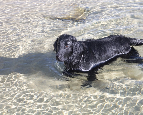 Flat coated Retriever Dogs Breed - Information, Temperament, Size & Price | Pets4Homes