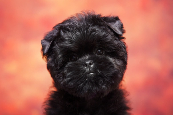 Affenpinscher Dogs Ras: Karakter, Levensduur & Prijs | Puppyplaats