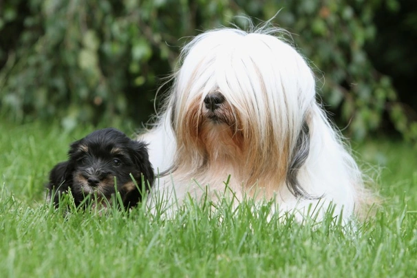 Tibetan Terrier Dogs Breed - Information, Temperament, Size & Price | Pets4Homes