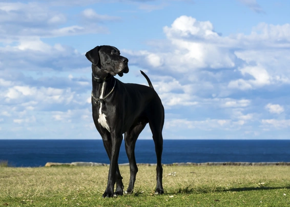 Great Dane Dogs Breed - Information, Temperament, Size & Price | Pets4Homes