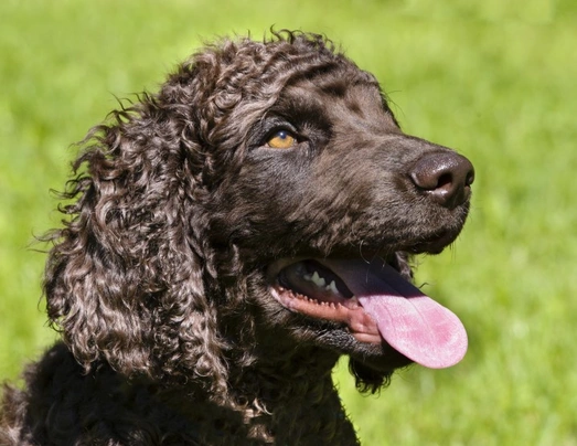 Irish Water Spaniel Dogs Breed - Information, Temperament, Size & Price | Pets4Homes