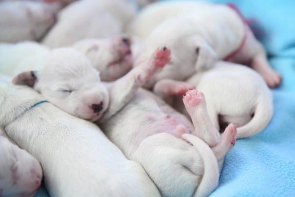 Dalmatian Dogs Breed - Information, Temperament, Size & Price | Pets4Homes