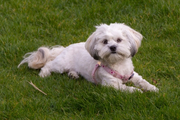 Malshi Dogs Breed - Information, Temperament, Size & Price | Pets4Homes