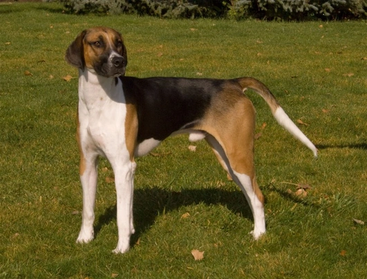 Foxhound Americano Dogs Raza - Características, Fotos & Precio | MundoAnimalia