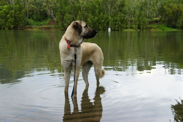 Anatolische Herdershond Dogs Ras: Karakter, Levensduur & Prijs | Puppyplaats