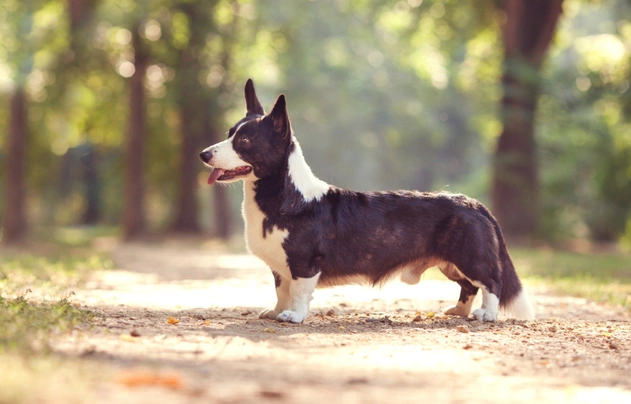 Welsh Corgi Cardigan Dogs Raza - Características, Fotos & Precio | MundoAnimalia
