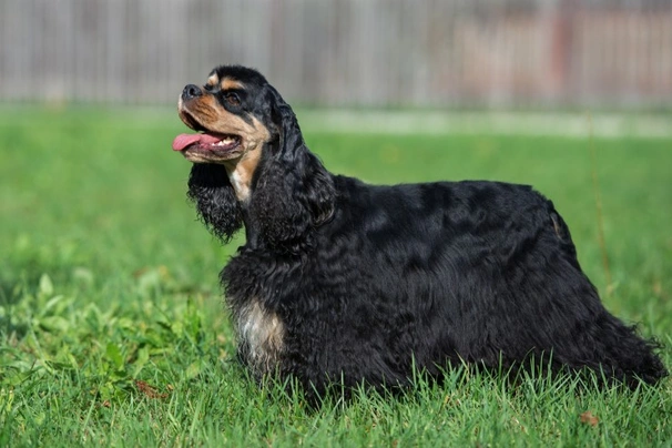 American Cocker Spaniel Dogs Breed - Information, Temperament, Size & Price | Pets4Homes