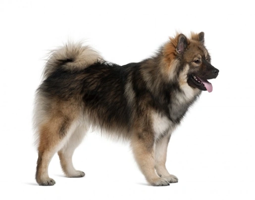 Eurasier Dogs Raza - Características, Fotos & Precio | MundoAnimalia
